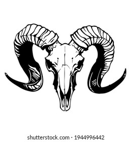 mountain goat skull with black horns