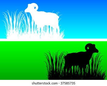 mountain goat vector illustration