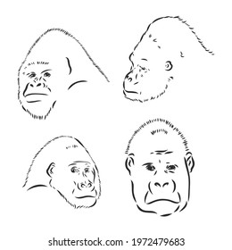 Mountain gorilla - an endangered species of animals from the Red Book - vector illustration isolated on white