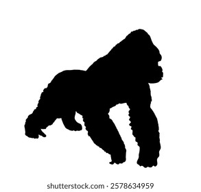 Mountain Gorilla vector silhouette illustration isolated on white background. Big monkey symbol. Wild life from Africa. Family of primates. Male Gorilla, King Kong sign. Monkey silhouette.