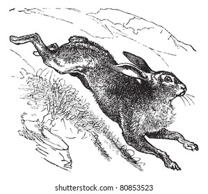 Mountain Hare (Lepus timidus) or Blue Hare or Tundra Hare or Variable Hare or White Hare or Alpine Hare or Irish Hare vintage engraved illustration. Trousset encyclopedia (1886 - 1891).