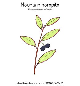 Mountain horopito or pepper tree (Pseudowintera colorata), spice, ornamental and medicinal plant. Hand drawn botanical vector illustration