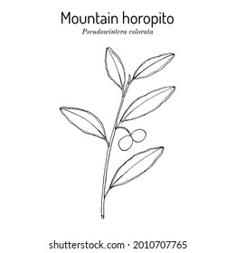 Mountain horopito or pepper tree (Pseudowintera colorata), spice, ornamental and medicinal plant. Hand drawn botanical vector illustration