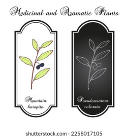 Horopito de montaña o pimienta (Pseudowintera colorata), especias, plantas ornamentales y medicinales. Ilustración de vector botánico dibujada a mano