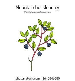 Mountain huckleberry (Vaccinium membranaceum), or square-twig blueberry, edible and medicinal plant. Hand drawn botanical vector illustration