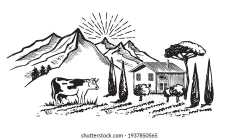 Mountain landscape. Cow in black.  Vine plantation landscape. Sketch style. Vector illustrations.	