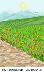 Paisaje de montaña con salida del sol. campos de té con arbustos por carretera rural