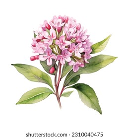 Mountain Laurel Water Farbe. Syringa-Lila-Blumen einzeln auf weißem Hintergrund