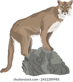 Mountain Lion Standing on Rock