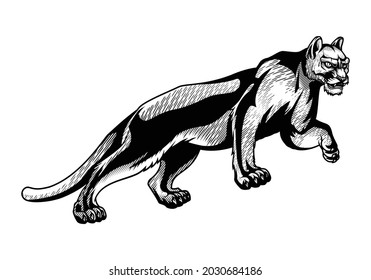 Mountain lion. Vector illustration of cougar in walking pose in engraving technique isolated on white.