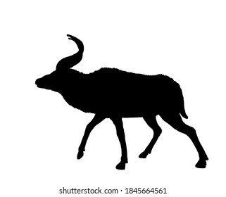 Mountain Nyala vector silhouette illustration isolated on white background. Tragelaphus buxtoni. Safari animal. Beautiful deer antelope. Nyala shape shadow.