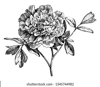 It is a Mountain Peony flower, this plant is very much famous if temperate regions, vintage line drawing or engraving illustration.
