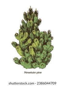 Mountain pine hand drawn vector illustration