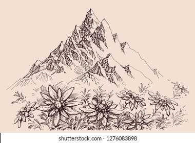 Mountain Range And Edelweiss Flowers