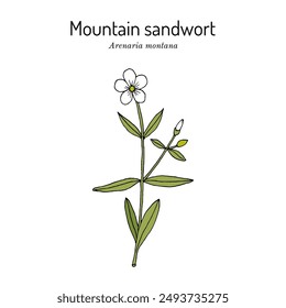 Mountain sandwort (Arenaria montana), ornamental plant. Hand drawn botanical vector illustration