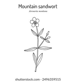 Mountain sandwort (Arenaria montana), ornamental plant. Hand drawn botanical vector illustration