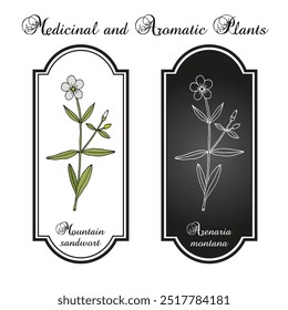 Mountain sandwort (Arenaria montana), ornamental plant. Hand drawn botanical vector illustration