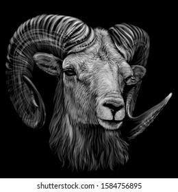 Mountain sheep. Artistic, monochrome, black and white, hand-drawn portrait of a mountain sheep on a black background.