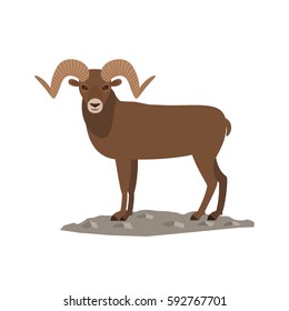 Mountain sheep with horns. flat vector illustration isolate on a white background