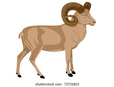 Mountain sheep inhabiting mountainous areas. Animal on a green background.