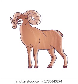 Mountain sheep with large horns. Vector illustration of a mammalian animal on a white background.