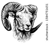 
Mountain sheep. Sketchy, black and white, hand-drawn portrait of a mountain sheep on a white background.