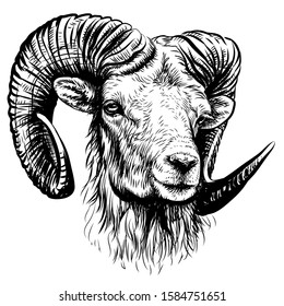 
Mountain sheep. Sketchy, black and white, hand-drawn portrait of a mountain sheep on a white background.