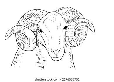 Mountain sheep. Sketchy, black and white, Hand drawn portrait of a mountain sheep isolated on a white background. Hand drawn sheep. Farm animal. Vector illustration in retro style. Eid Mubarak Element