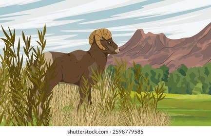 A mountain sheep walks through a mountain valley. Wild mammals of North America. Realistic vector landscape