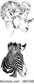 Mountain sheep and Zebra with mane, hand-drawn, objects without background