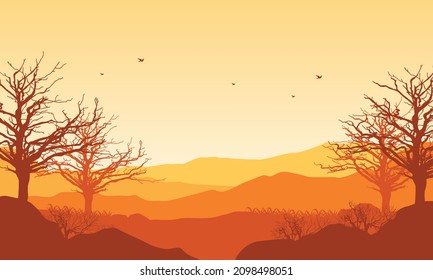 mountain view with shady pine trees in the daytime