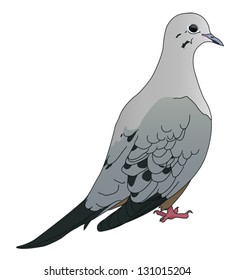 A Mourning Dove Illustration On White. Eps 8 Vector.