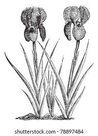 Trauernde Iris oder Iris susiana, Vintage-Gravur. Alte gravierte Illustration des Trauerns Iris. Trousset-Enzyklopädie (1886 - 1891)