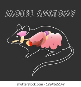 Mouse Anatomy Atlas On Grey Background. Internal Organs Of Rat