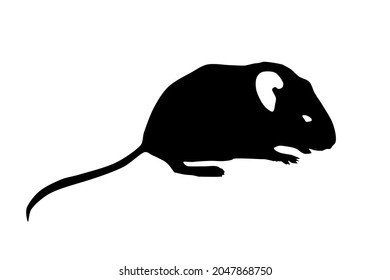 Mouse animal icon isolated on a white background.