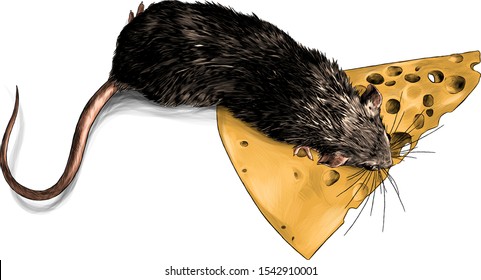 mouse crawling on a triangular piece of cheese top view, sketch vector graphics color illustration on white background