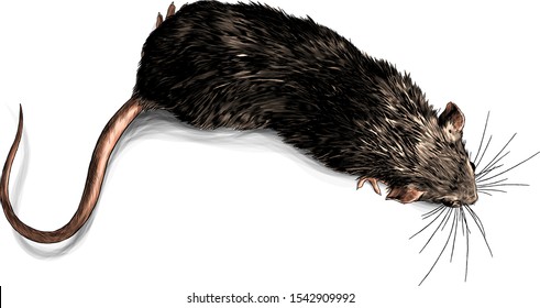 mouse crawling top view, sketch vector graphics color illustration on white background