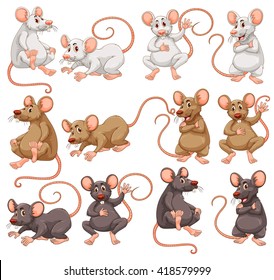 Mouse With Different Fur Color Illustration