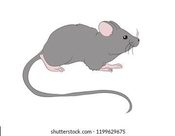 mouse is drawing color, vector, white background