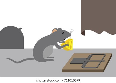 mouse eating cheese found in mousetrap
