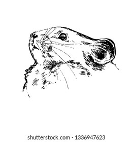 Mouse. Hand drawn vector animal illustration. Isolated