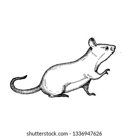 Mouse. Hand drawn vector animal illustration. Isolated