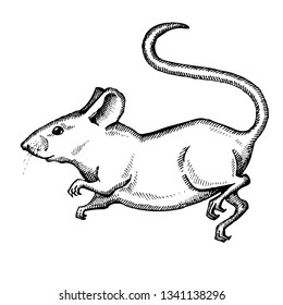 Mouse. Hand drawn vector animal illustration. Isolated