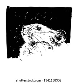 Mouse. Hand drawn vector animal illustration. Isolated