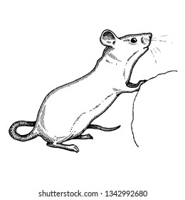Mouse. Hand drawn vector animal illustration. Isolated