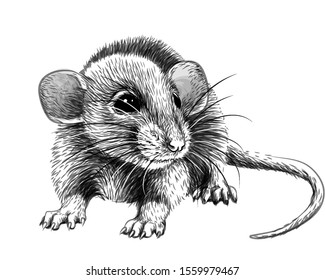 Mouse. Hand-drawn, graphic, black and white sketch portrait of a mouse on a white background.