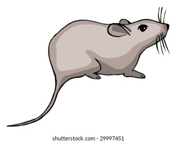 Mouse Isolated Animal