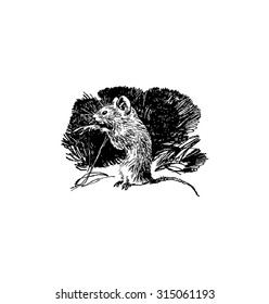 Mouse, Little Mouse, Mouse Drawing, Sketch Mouse, Mouse Art