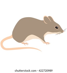 mouse on white