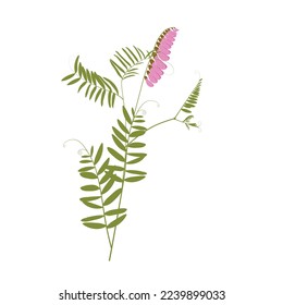 Mouse peas. Wild flower. Vector retro illustration. A wild plant. Meadow grass. Isolated on a white background.